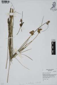 Juncus dichotomus image